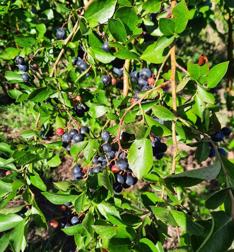 Walden Berries景点图片