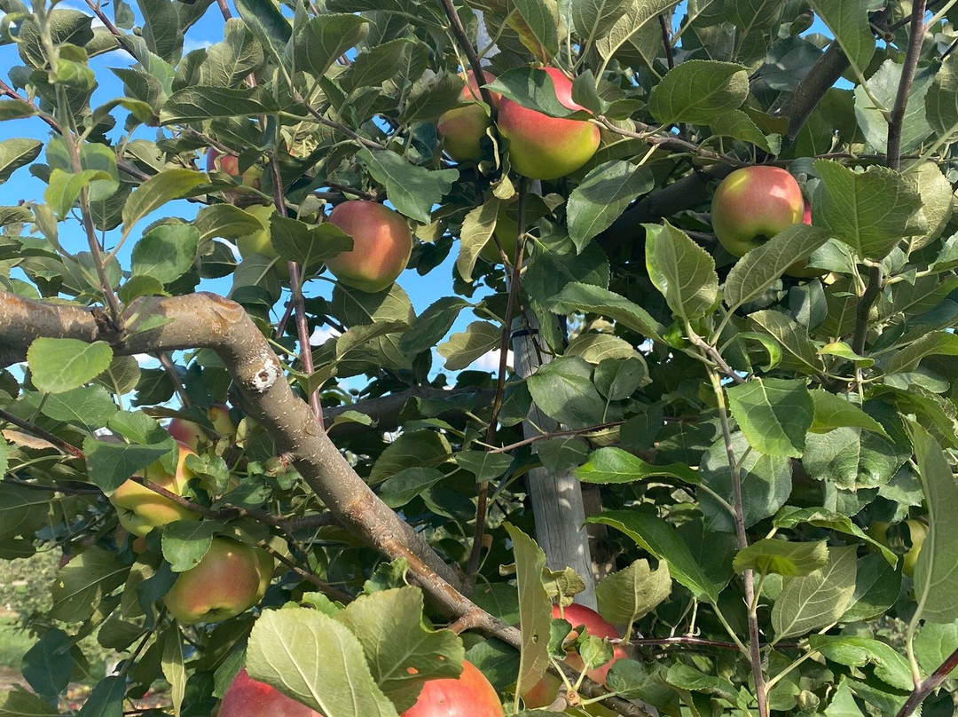 Dixie Orchards-卡利登必去景点