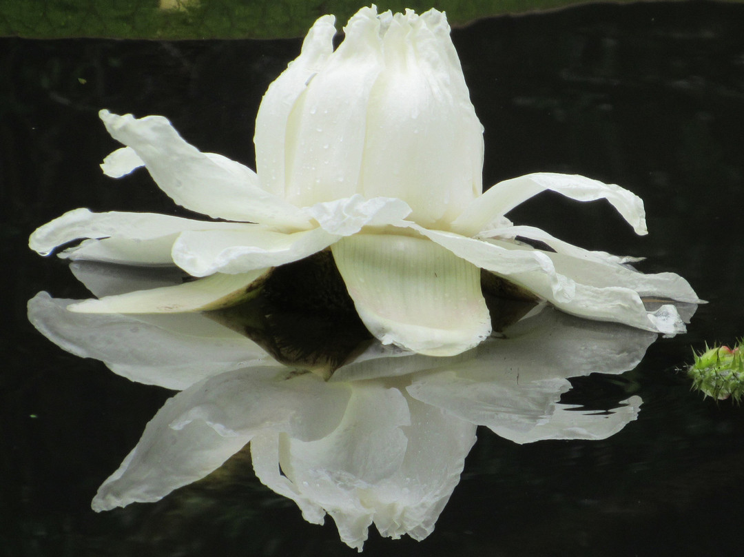 Kanapaha Botanical Gardens-盖恩斯维尔必去景点