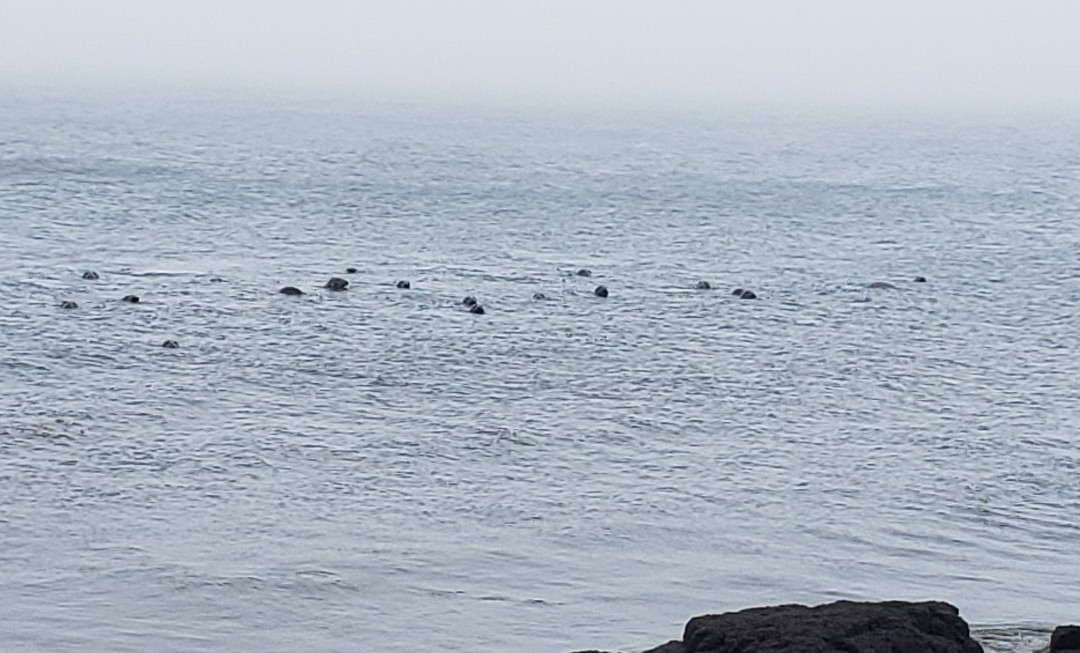 Seal Cove景点图片