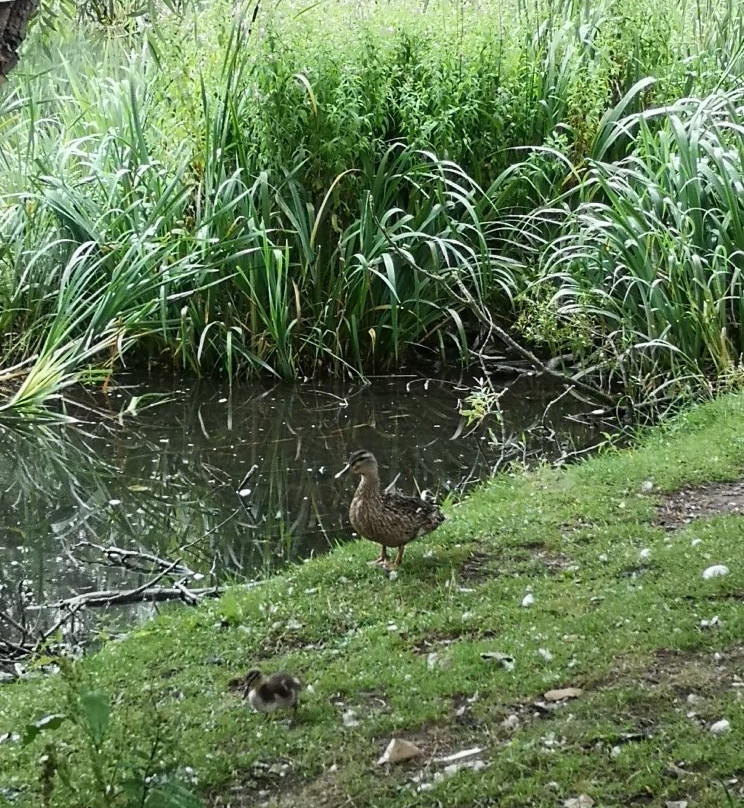 Stephenstown Pond Nature Park-Dundalk必去景点