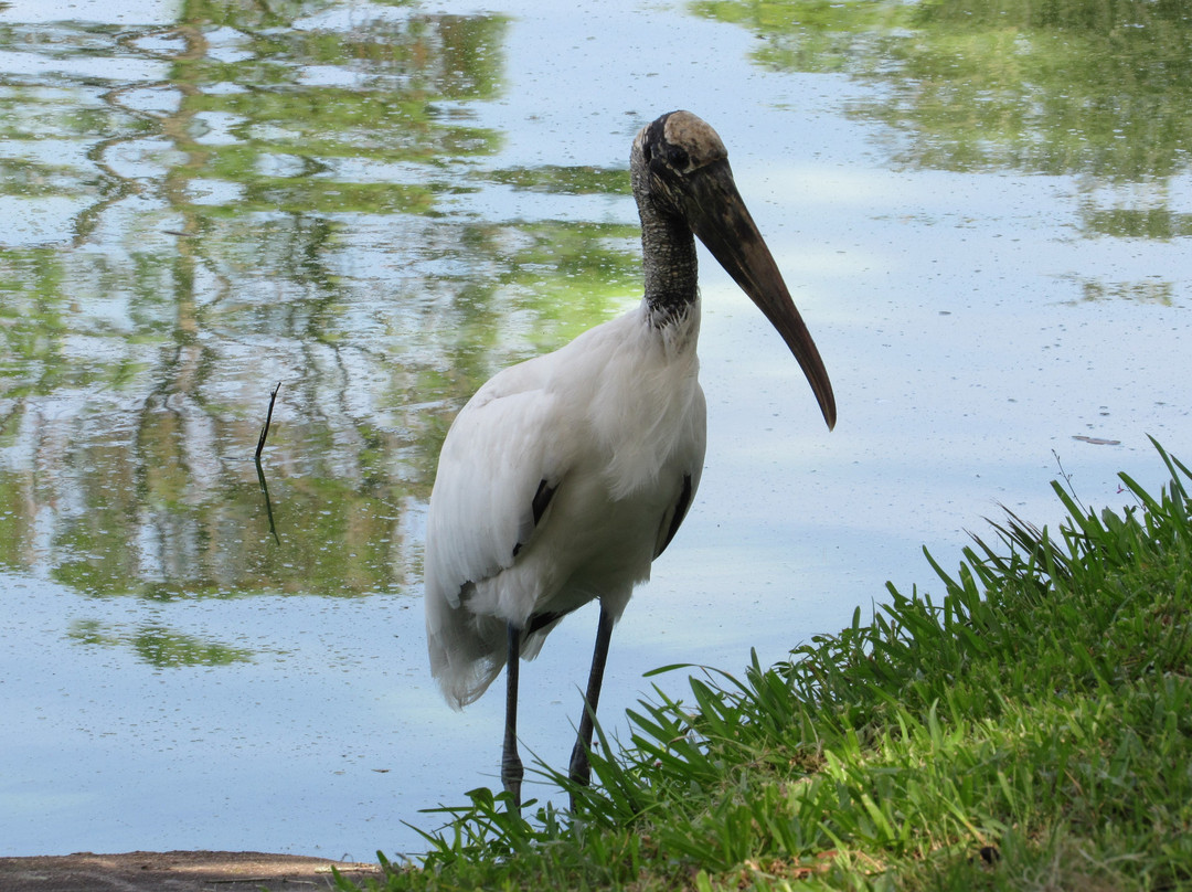 Tuscawilla Park-奥卡拉必去景点