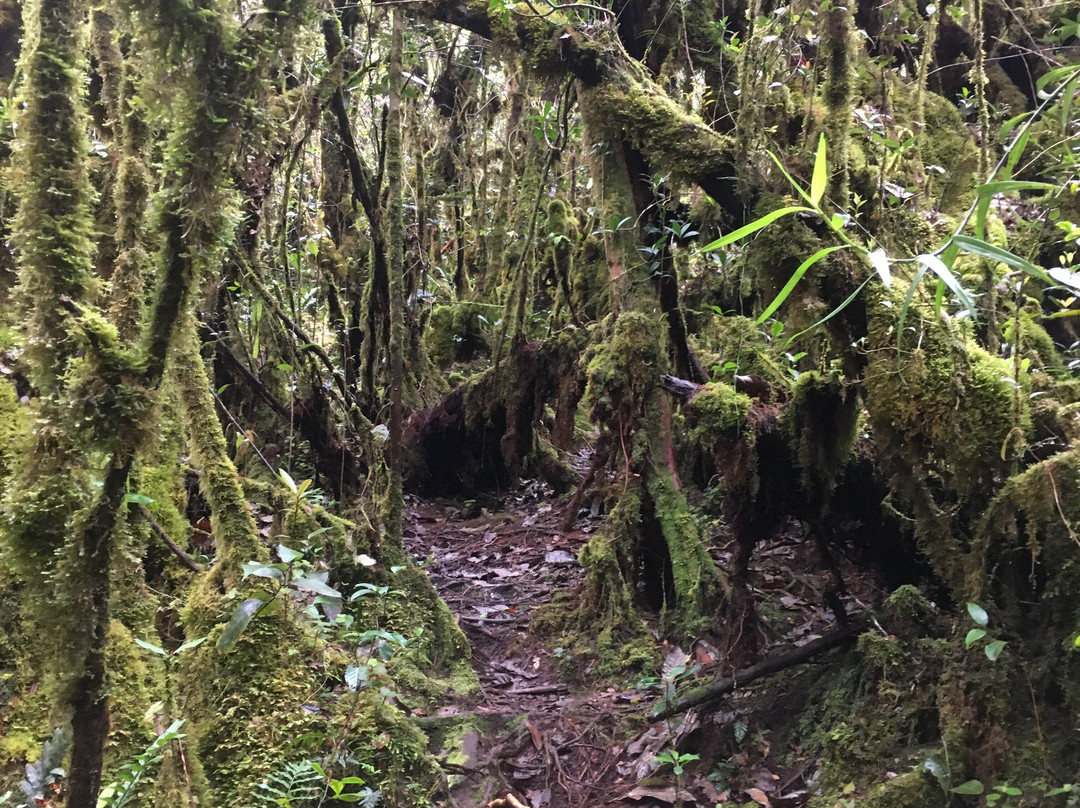 Gunung Irau (Mount Irau)-碧兰璋必去景点