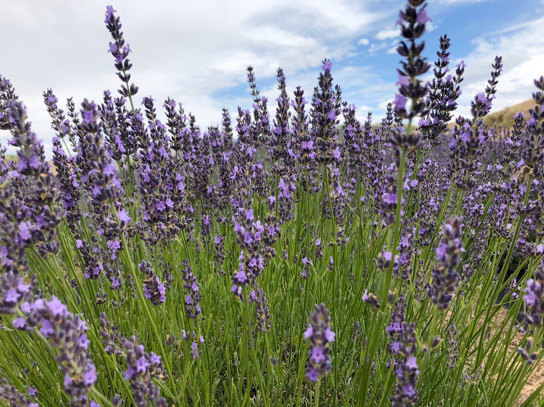 Sage Creations Organic Farm-Palisade必去景点