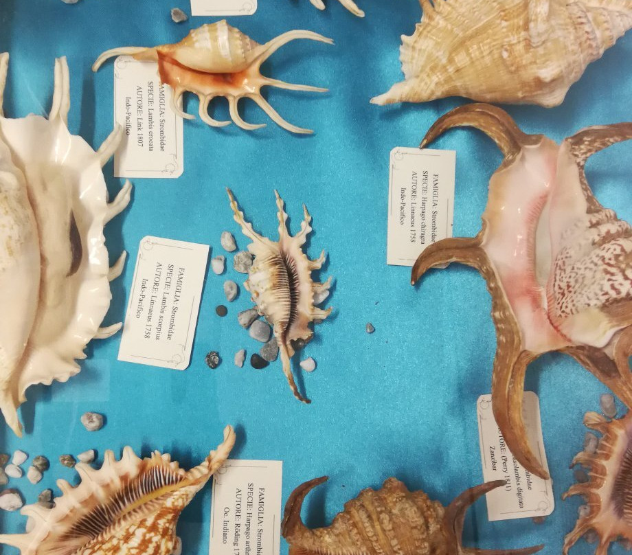 Museo delle Conchiglie-Roseto Capo Spulico必去景点