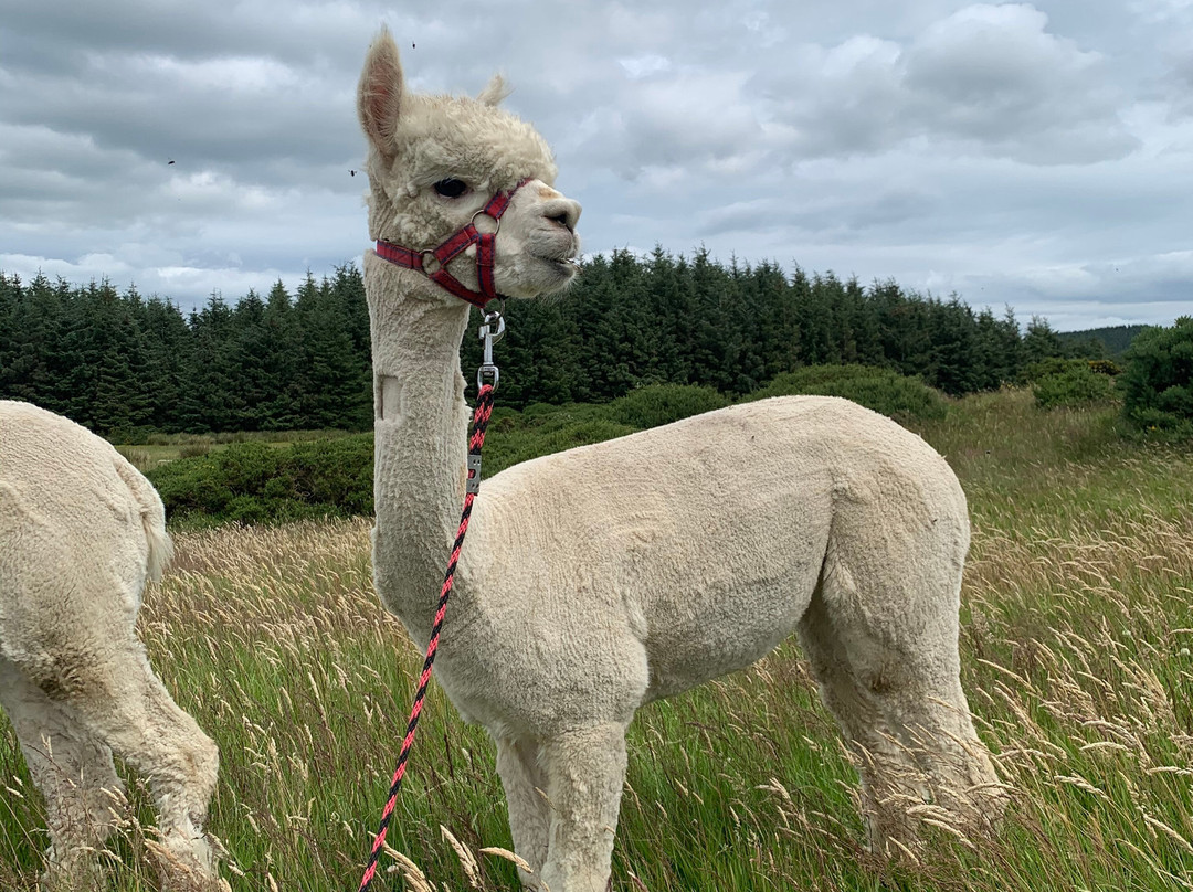 K2Alpacas-Wicklow必去景点