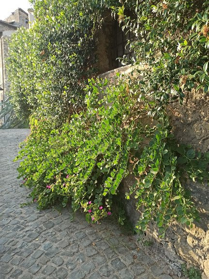 Palazzo Ducale Di Castelnuovo Di Porto-Castelnuovo di Porto必去景点