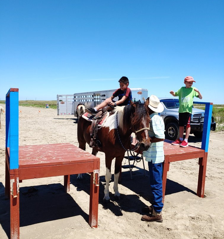 Galveston Island Horse & Pony Rides-加尔维斯顿岛必去景点