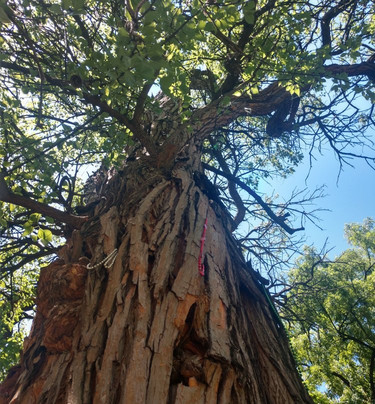 The Witches' Tree-路易斯维尔必去景点
