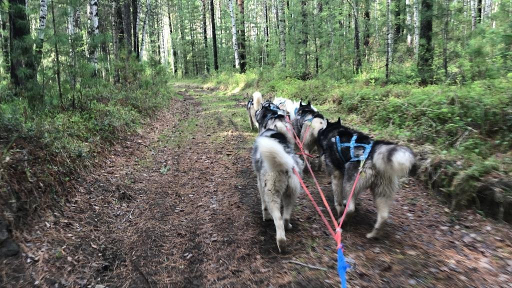 Husky Park Utulik景点图片