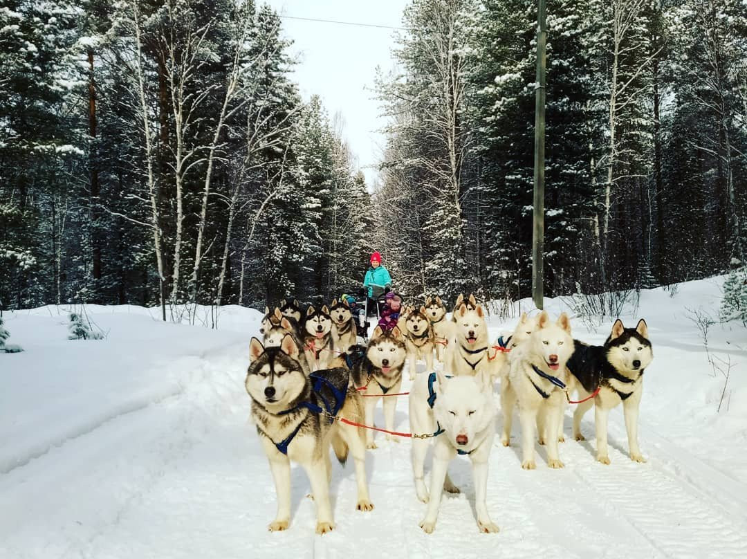 Husky Park Utulik景点图片