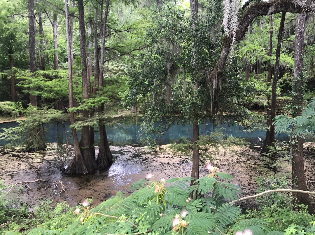 Radium Springs Gardens-奥尔巴尼必去景点