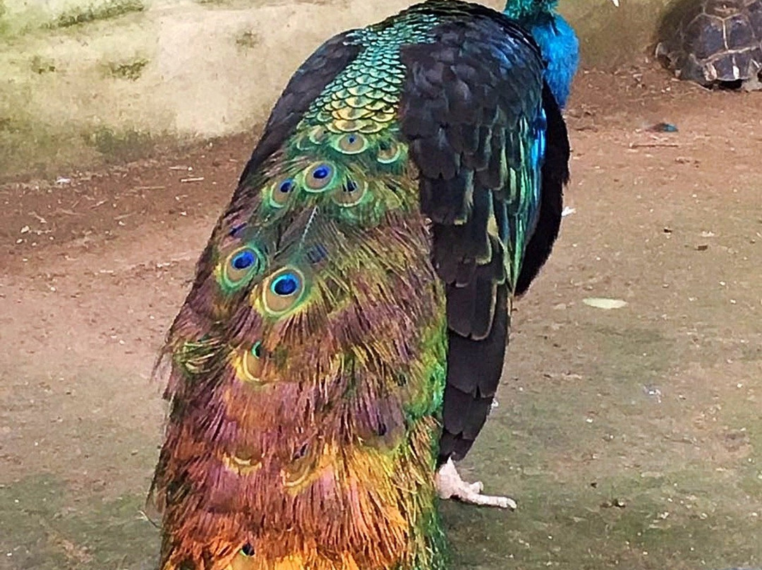 Farm In The City-雪州必去景点