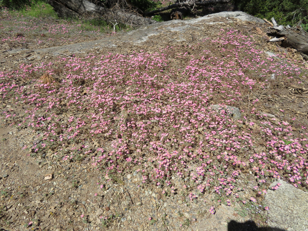 Big Trees Trail-红杉&国王峡谷国家公园必去景点