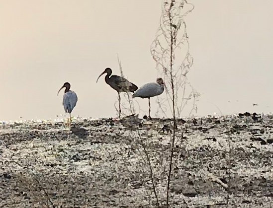 Ollie's Pond Park景点图片