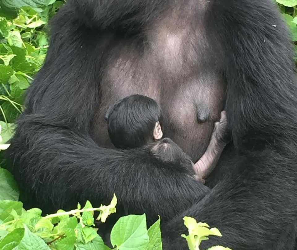 Freka African Holidays-坎帕拉必去景点