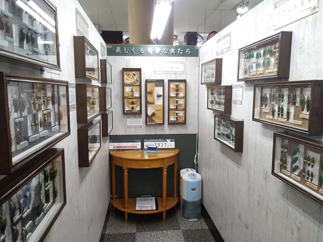 Nawa Insect Museum-岐阜市必去景点