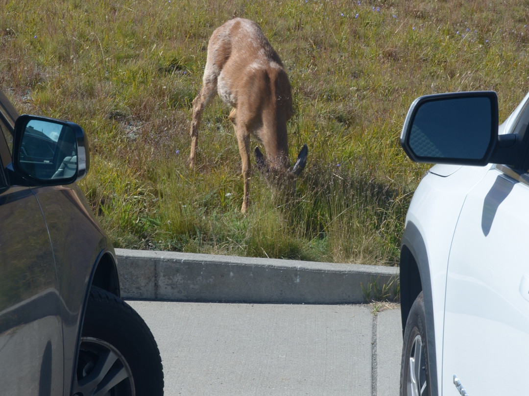 Olympic National Park Visitor Center景点图片