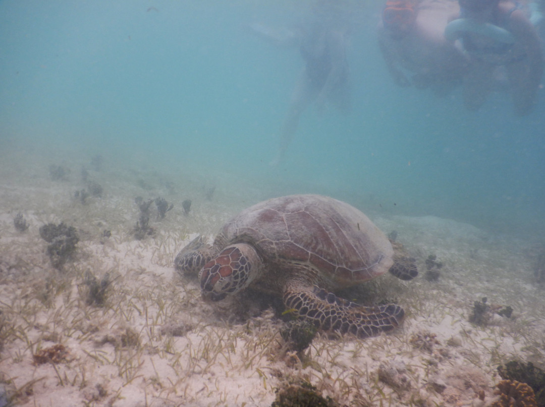Signal Island-努美阿必去景点