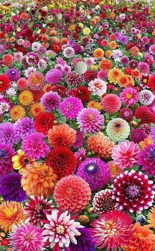 Wonderland Lifestyle Nursery-Sandbaai必去景点