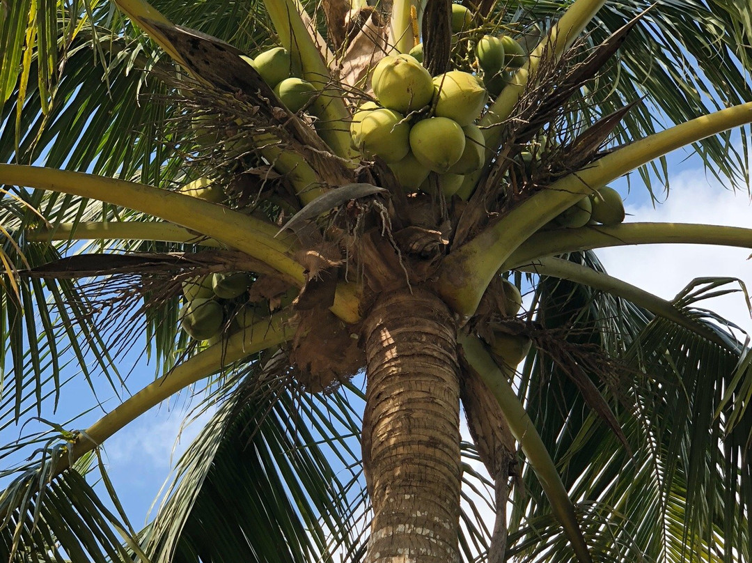 椰子大观园景点图片