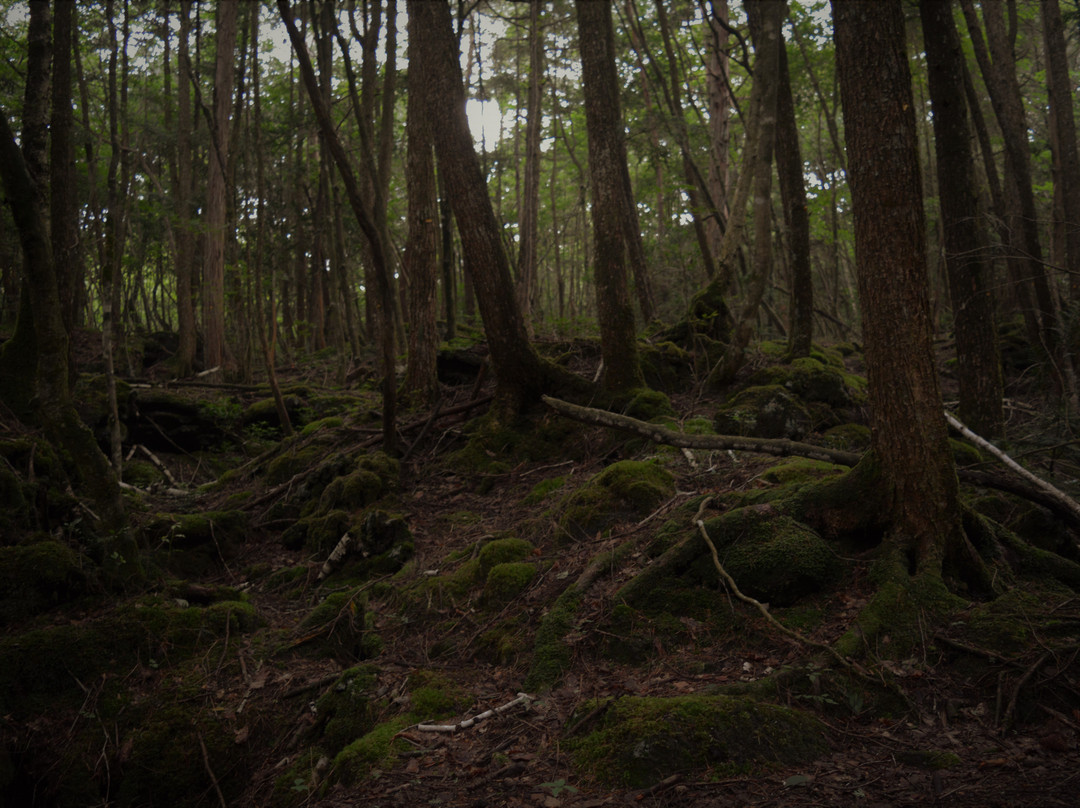 Aokigahara Forest景点图片