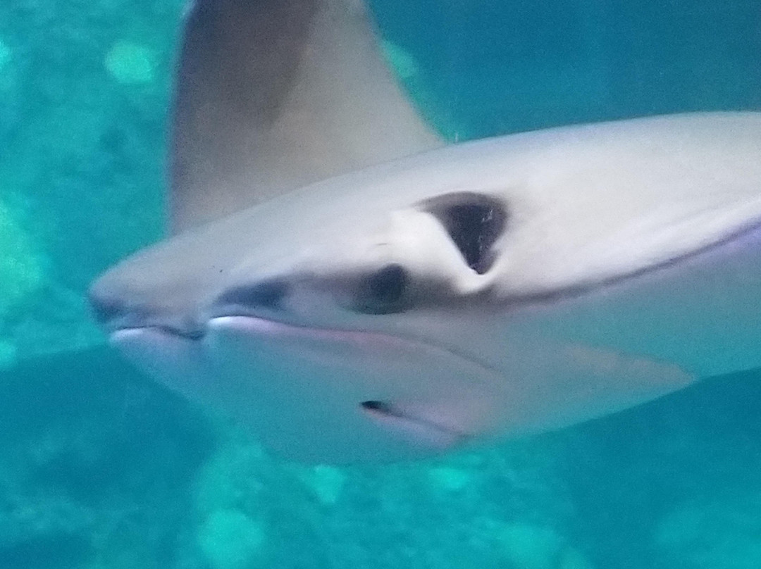 Steve 'Deadpool' Grewell-坦帕必去景点