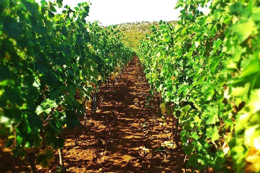 Birin winery景点图片