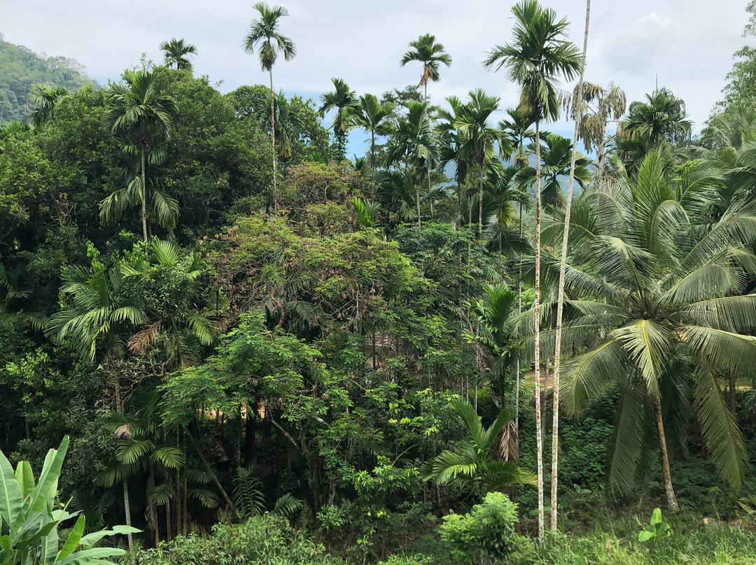 Sinharaja Vini Villa主图