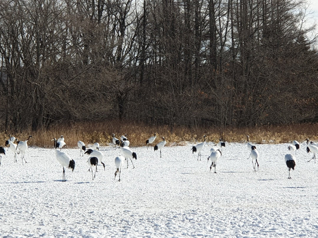 Tsurui Ito Red-crowned Crane Sanctuary-鹤居村必去景点