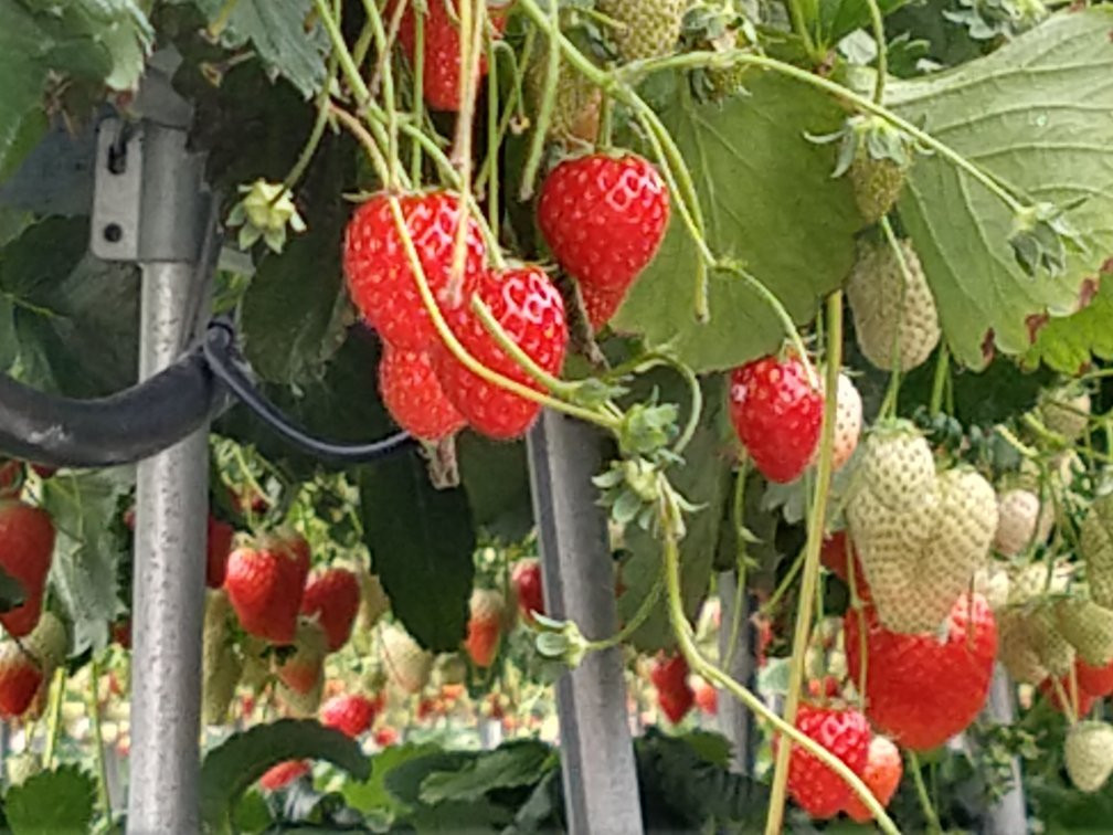 Hino Strawberry Farm景点图片