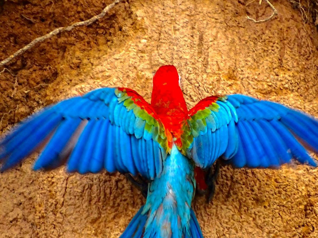 Chuncho Macaw Clay Lick景点图片