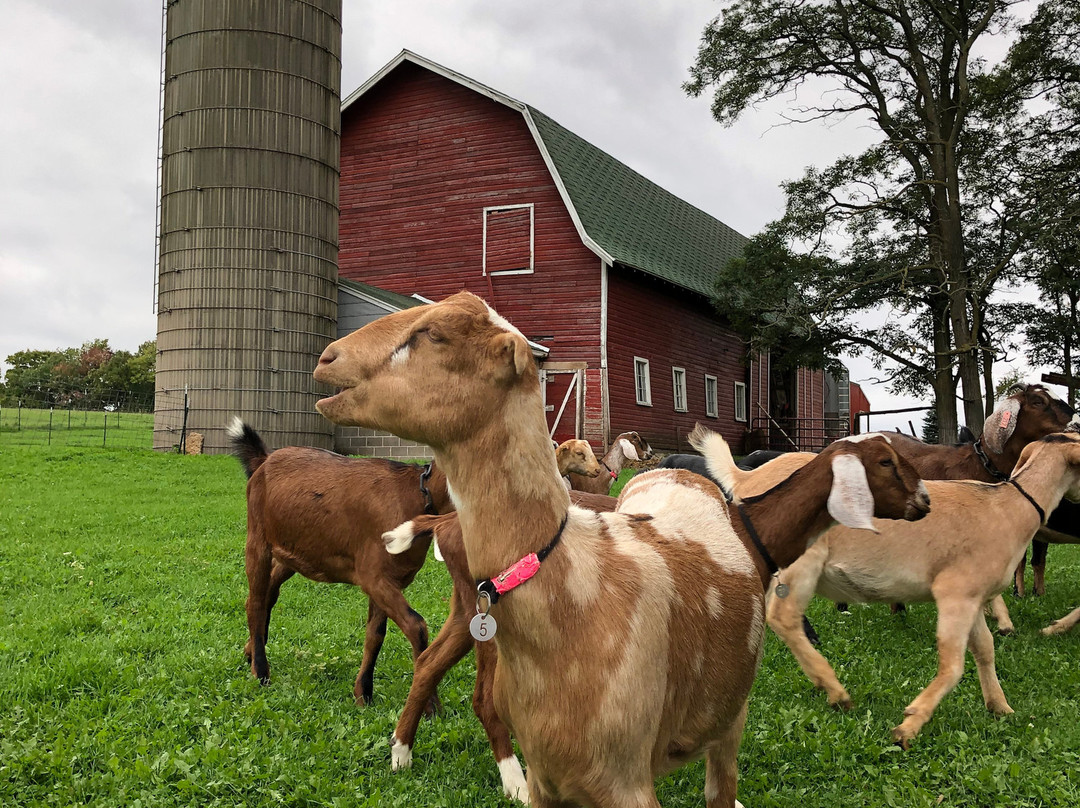 Door County Creamery-锡斯特贝必去景点