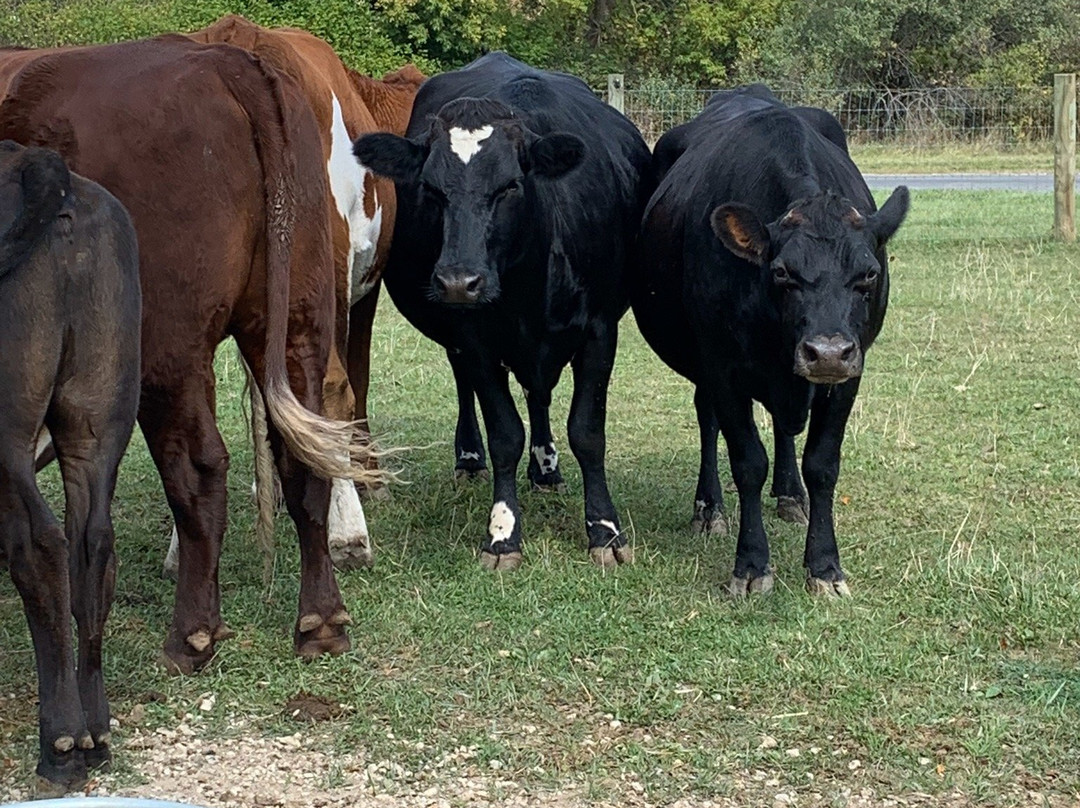 Barn Sanctuary-Chelsea必去景点