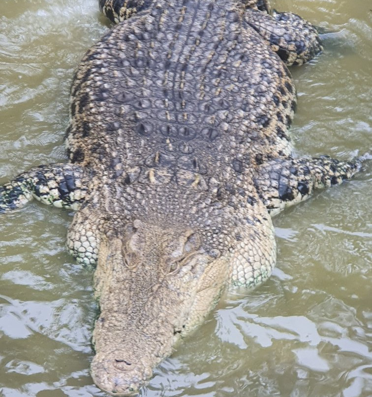 Teluk Sengat Crocodile Farm-哥打丁宜必去景点