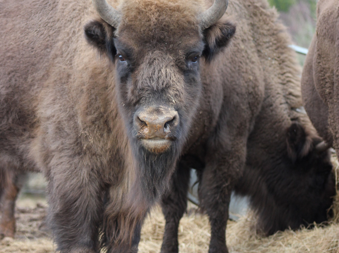 Highland Wildlife Park景点图片