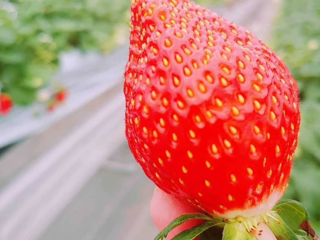 Berry no Mori-小田原市必去景点