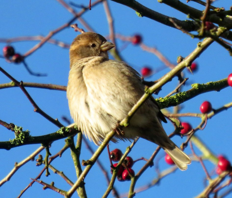 South Walney Nature Reserve景点图片
