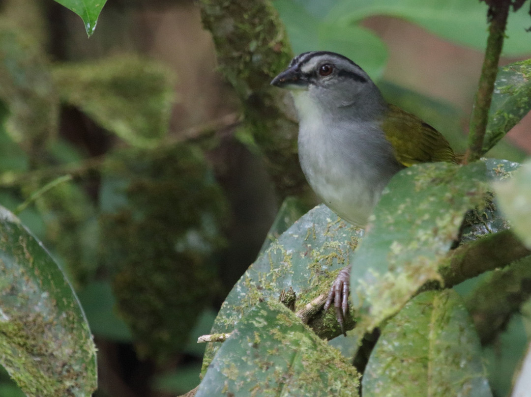 Esquinas Rainforest Lodge主图