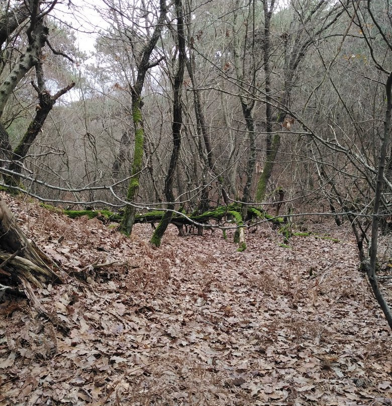 Dadia-Lefkimi-Soufli Forest National Park-Dadia必去景点