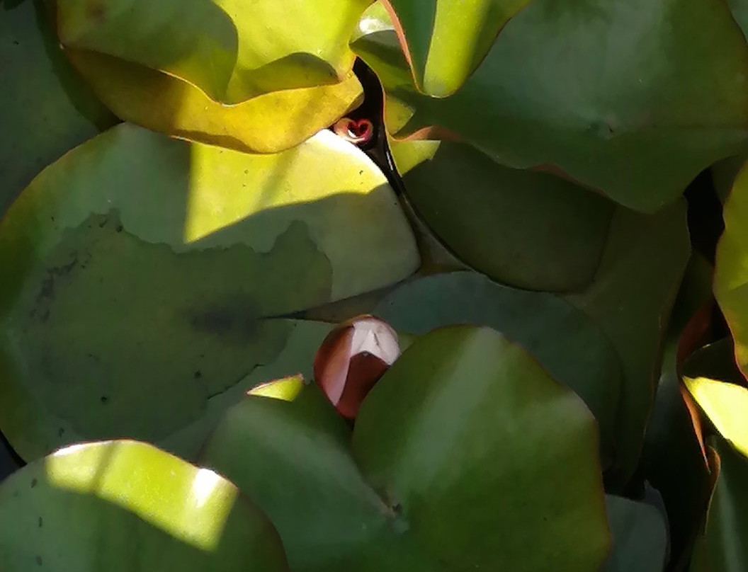 Laguna de los Lotos景点图片