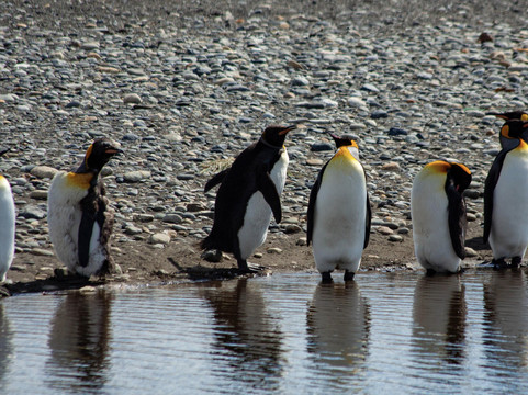 TodoPatagonia-蓬塔阿雷纳斯必去景点