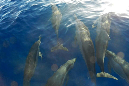 Dollygrace-努美阿必去景点