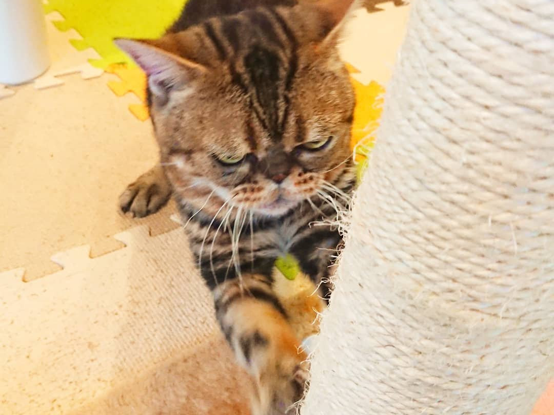 Cat Cafe Neko with fortune telling-别府市必去景点