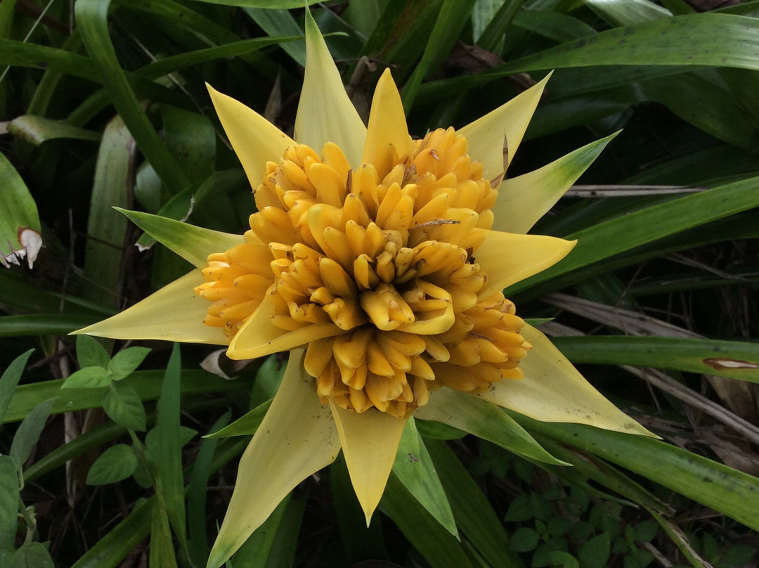 Kinoole Farmers Market-希洛必去景点