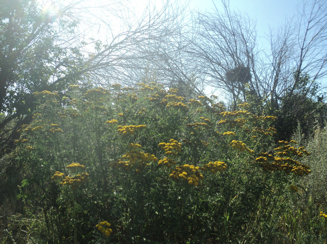 Inglewood Bird Sanctuary and Nature Centre-卡尔加里必去景点