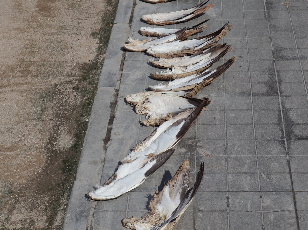 Souq Waqif Falcon Hospital-多哈必去景点