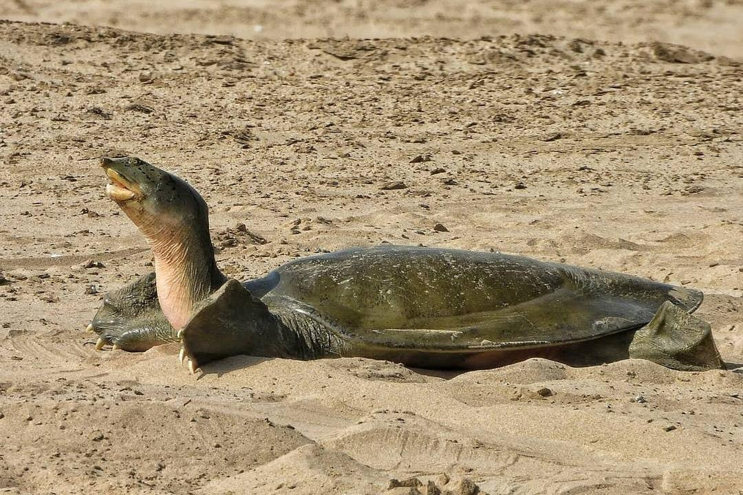 Chambal Wildlife Safari Tours-Bah必去景点