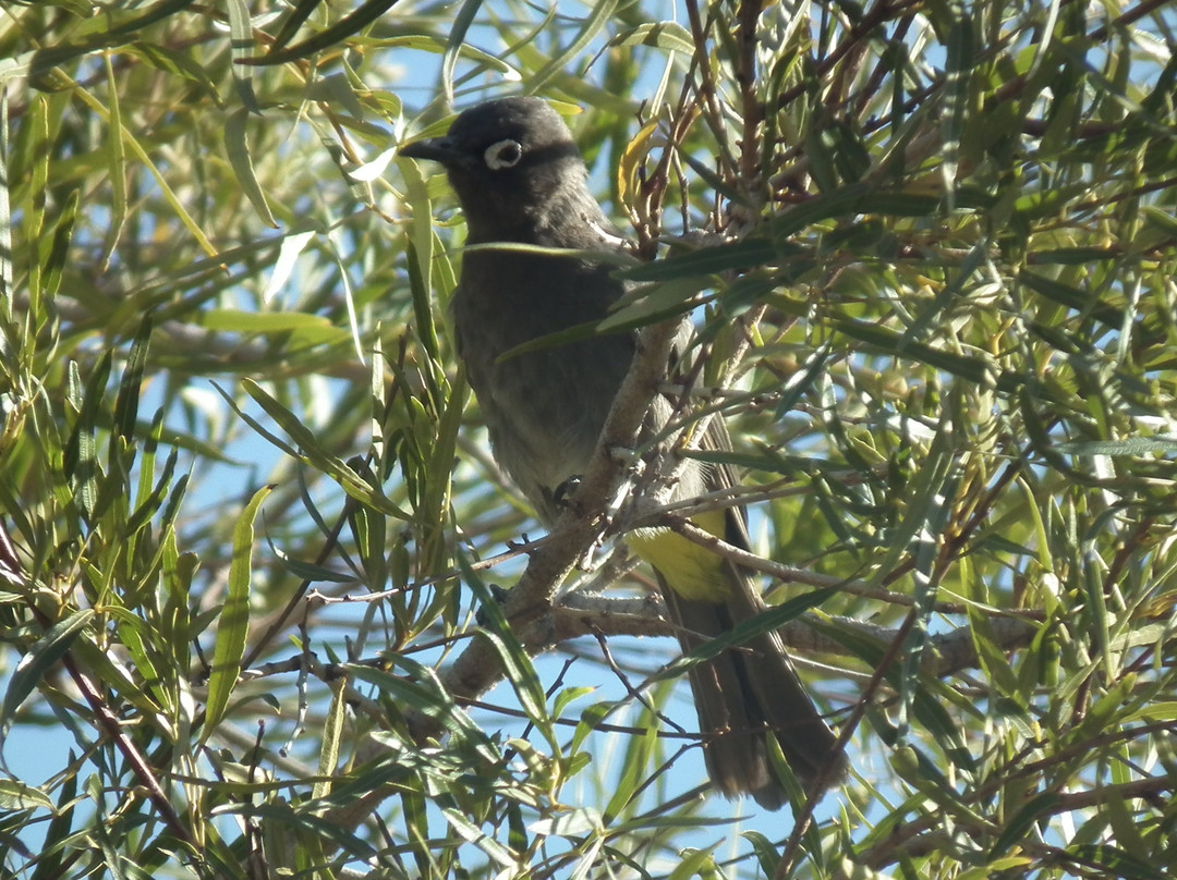 Tankwa Karoo National Park-Calvinia必去景点