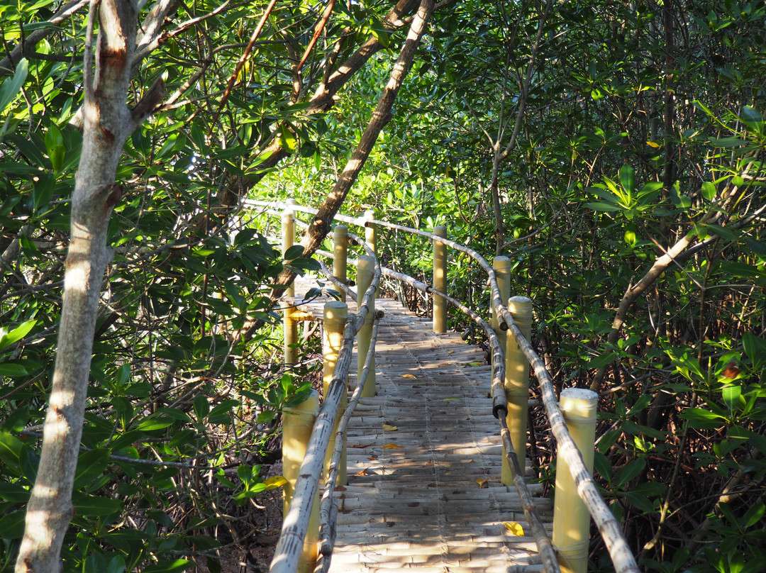 Omagieca Mangrove Garden景点图片